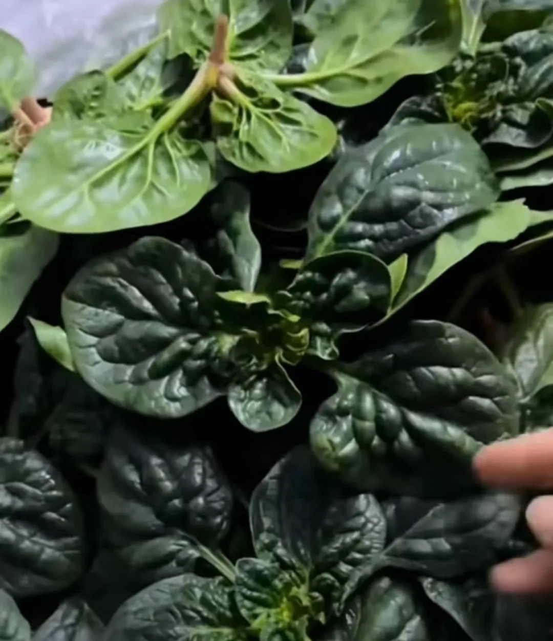 1768287538199321.png image.png